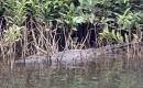 Another Daintree croc